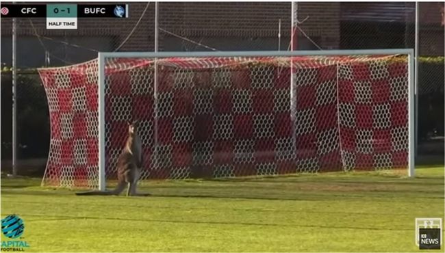 袋鼠亂入澳洲足球賽　竟成最強門將！