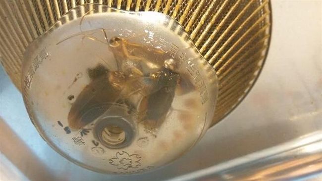 蟑螂卡抽油煙機變醃漬小強　網友崩潰