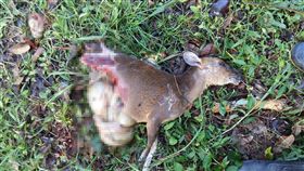 台東發現半截山羌　疑似黑熊所為台東縣海端鄉紅石林道26日被人發現半截山羌，農委會林務局巡山員研判是台灣黑熊吃剩的屍體，但也有當地獵人認為可能是野狗所為。（林姓民眾提供）中央社記者盧太城台東傳真　107年6月27日