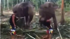 影／騷擾大象進食…白目男慘遭「象鼻」打飛　圖／翻攝youtube
