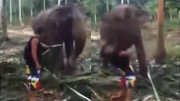 騷擾大象進食…白目男慘遭象鼻打飛