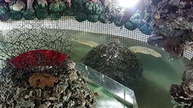 澎湖大義宮海龜保育引關注  廟方：改善環境澎湖著名的觀光景點「大義宮」，因飼養保育類的綠蠵龜等海龜，每天都吸引遊客參觀，最近被解救澎湖大義宮海龜等保育單位發現飼養環境不佳，要求廟方在一個月內提出解決方案，廟方表示會全力做好飼養環境改善。中央社  107年6月27日