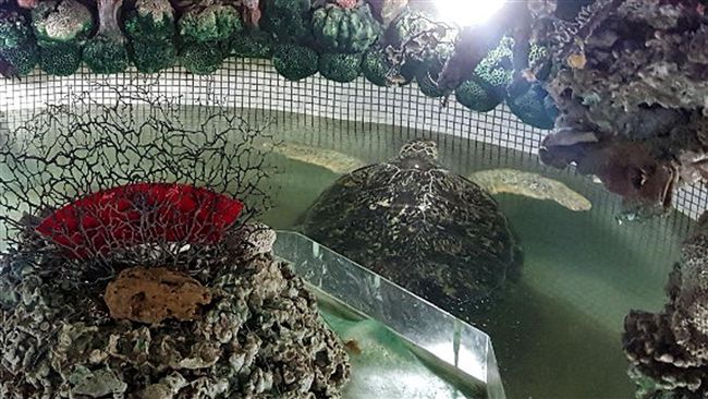 公廟海龜保育引關注　廟方：改善環境
