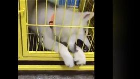 狗狗 哈士奇 飼料 門 圖／翻攝自臉書《有點毛毛的》