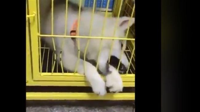 月月隔欄杆抓飼料　結果門就在左邊