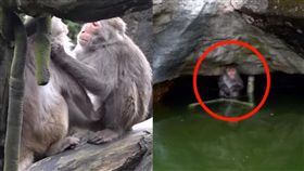 野生獼猴闖獼猴島遭圍毆（）