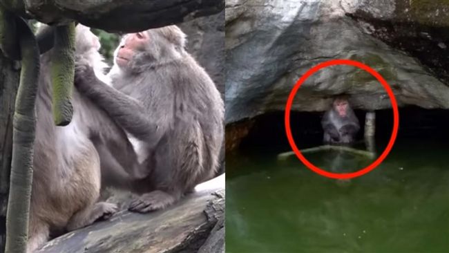 野生獼猴傷婦嬬　猴王氣炸撂猴圍毆