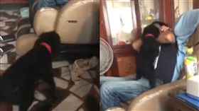 黑貴賓聽到要吃狗肉　激動狂吠（圖／翻攝自爆料公社）