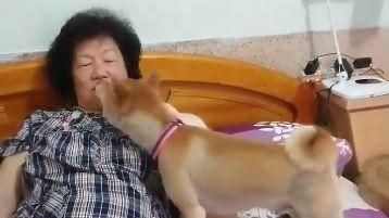 阿柴為吃肉吻媽媽　轉頭問：有看到嗎