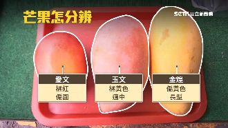 芒果季PK　「玉文」甜、「愛文」香