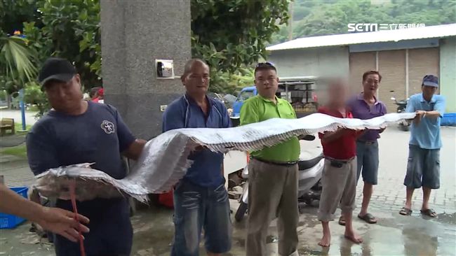 大事來臨預兆？台東捕獲15尾地震魚
