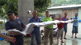 大事來臨預兆？台東捕獲15尾地震魚