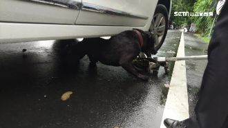 狗跳車遭撞「卡」車底　警路過神救援