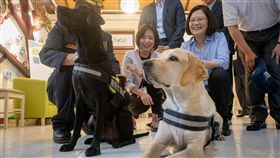 蔡英文總統1日下午台中市霧峰光復新村了解國際非政府組織(INGO)進度，並與搜救犬鐵雄與腿腿見面。（圖／總統府提供）