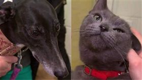 貓,狗,寵物,老鼠藥,缺血,捐血,跨物種輸血,免疫系統,Russian Blue,Greyhound,出血,獸醫　圖／翻攝自推特　https://goo.gl/UTC86T