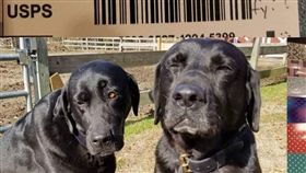 萌翻！兩汪偷吃郵差午餐被揭發　飼主可愛道歉網瘋轉（圖／翻攝自Carol Jordan臉書）