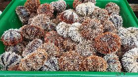 澎湖馬糞海膽顆顆肥美（1）
