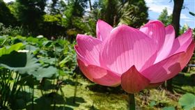 ▲桃園蓮花季。（圖／桃園觀音花現蓮花園）