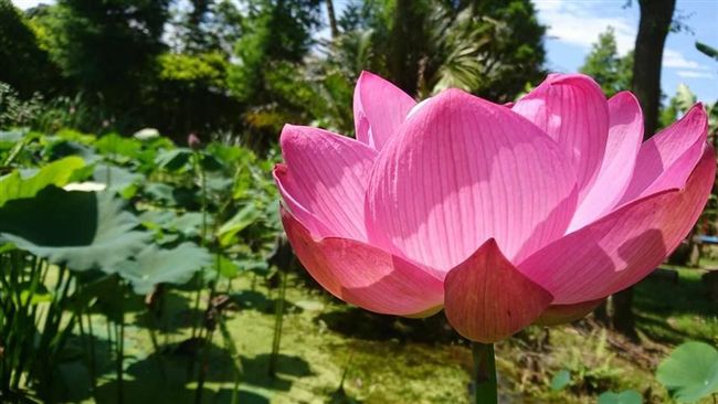 2018桃園蓮花季吃喝玩樂懶人包