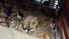 印度，非法，狗場，販賣，動保團體（圖／翻攝自臉書Humane Society International-India）