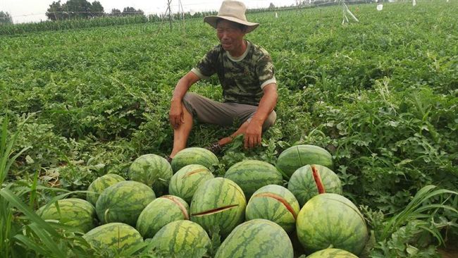 整片西瓜被砍爛　瓜農：全家希望破滅
