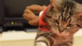 貓,喵星人,紙袋,門把,破裂,紙箱（圖／翻攝自zawakoz推特）