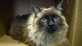 史上最胖流浪貓！收容所員工全看傻眼
（圖／翻攝自Pasadena Humane Society & SPCA臉書）