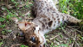 苗栗,石虎,三灣鄉,台三線,路殺,解剖（圖／翻攝臉書「貓徑地圖王小明」）