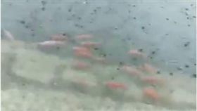 鹿港老街驚見「魚群」游上街　網：誰家的魚走失啦？　圖／翻攝臉書