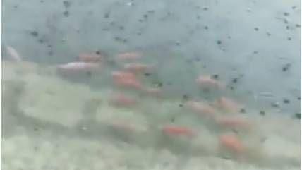 豪雨不斷！鹿港老街驚見魚群游上街