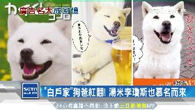 日廣告犬逝1800