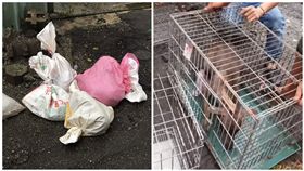 台南,東區,虐狗,麻布袋,流浪狗,徐文良,徐園長護生園,動保處,動保人士（圖/徐文良（徐園長護生園）授權提供）