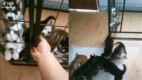 月月別鬧了！被神秘力量關在籠裡　兄弟爽吃自己卻吃不到（圖／翻攝自Fluffy 寵毛孩 臉書)
二哈,月月,哈士奇,寵物,放飯,找不到門