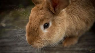 兔兔多到爆！這社區竟險被佔領