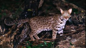 石虎嘉義現蹤  上次見到是24年前（2）石虎在日治時代曾廣泛分布在台灣全島，如今瀕臨絕種。嘉義大學森林暨自然資源學系學生林雅婷在嘉義中埔山區以紅外線自動相機進行哺乳動物調查時，從收回的相片中意外發現拍攝到石虎蹤影。圖為石虎檔案照片。（嘉義大學提供）中央社記者江俊亮傳真  107年6月21日