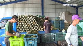 火龍果下一波價崩?農委會推