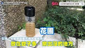 自製捕蚊神器　讓蚊子「只進不出」