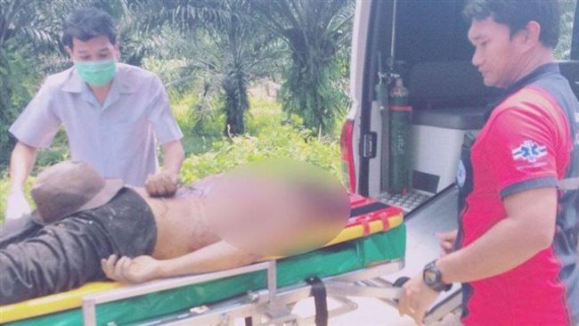 象、狗吵架　主人勸架被象踩死
