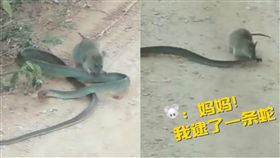 蛇,鼠,天敵,大戰,大陸,廣東,詭異,攻勢　圖／翻攝自梨視頻　https://goo.gl/Lgivpf