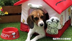 SNOOPY,寵物用品,集點。（圖／統一超商提供）