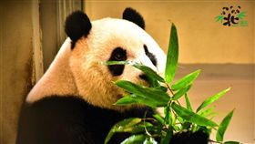 大貓熊,圓仔,假孕,台北市立動物園,動物園