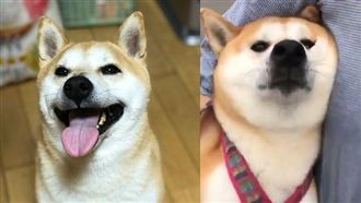 不想去醫院！柴柴眼神死被主人抱著走