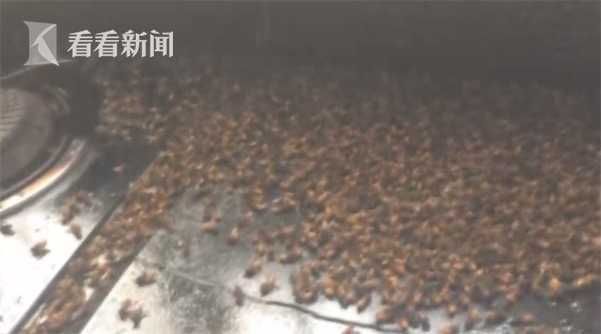 男打死數十蜜蜂　隔天上萬兄弟找上門