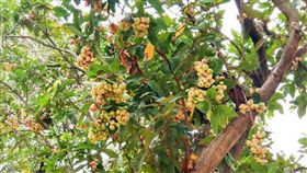 花博后里森林園區原始林相完整保留，奇樹異果處處可見，此為蓮霧樹。（圖／台中市政府）