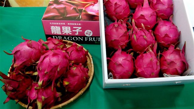 紅龍果入產季　台南推禮盒宅配到府