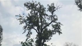 花博后里森林園區見珍奇樹種台中市政府根據自然共生原則規劃花博園區，在花博后里森林園區完整保留自然林相，園區內處處可見大樹環繞，包括樹徑逾百公分的木麻黃、特殊銀灰色的銀樺。（市府提供）中央社記者郝雪卿傳真   107年7月4日