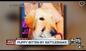 黃金獵犬被響尾蛇咬腫成豬頭（圖／翻攝自Paula Godwin臉書）