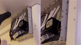 英國,螞蟻,電蟻,Electric Ants 圖／翻攝自太陽報