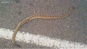 ▲男子咬掉響尾蛇尾部（圖／翻攝自KVUE News）