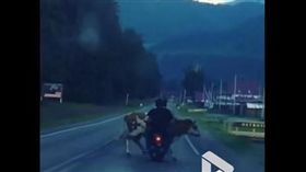 俄羅斯醉男衝撞母牛。(圖/翻攝自ViralVideoUK YouTube)